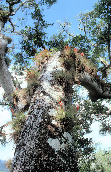 Mittelamerika 1993 1994-02-047.jpg